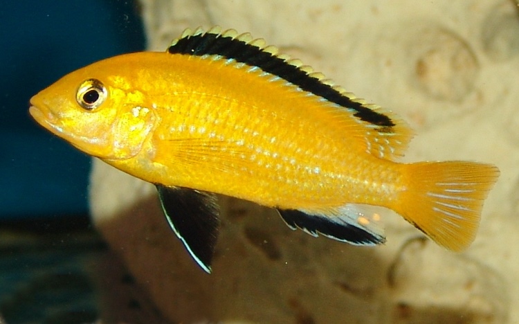 Labidochromis caeruleus 'Lion's Cove'